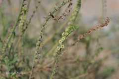 Heliotropium subulatum